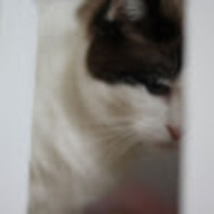 Meet your Posher, Lily